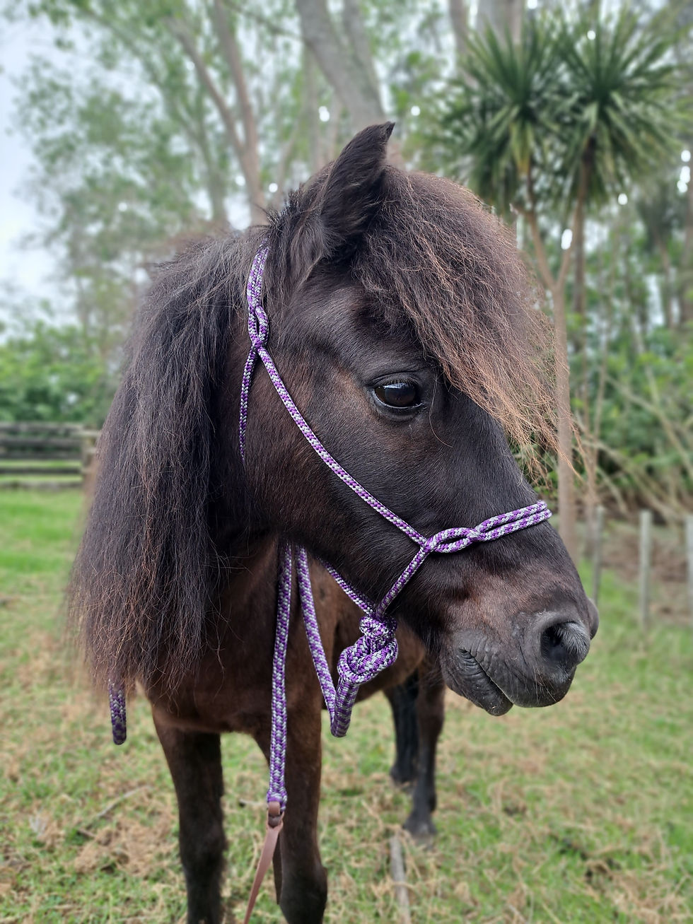 Thumbnail: Spliced Knotless Rope Halter
