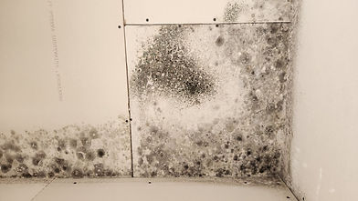 Mould Spores 5