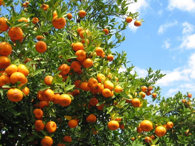 el-cliente-huele-frutas-biologicas-del-vendedor.jpg