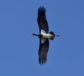 Junger Weissstorch bei Adelebsen im Flug