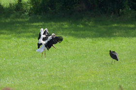 Junger Schwarzstorch bei Adelebsen mit  2 jungen Weissstörchen