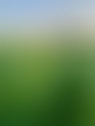 Go Ahead Savor the Tastes of Summer