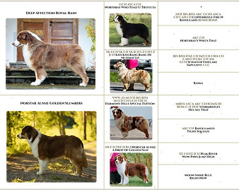 Brun-Nita pedigree.jpg