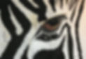 Cate.Kutas.The Silent Gaze.jpg