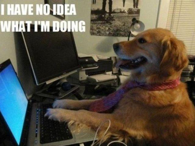 A meme of a golden retriever wearing a pink tie sits at a laptop, looking confused. Text reads: "I HAVE NO IDEA WHAT I'M DOING." Office setting.