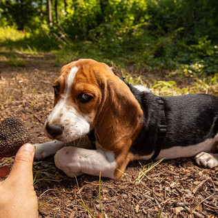 beagle-found-a-truffle_grafvision_Shutterstock.jpeg