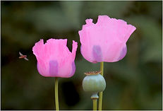 poppies and hoover fly.JPG