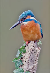 kingfisher on ivy clad post .JPG