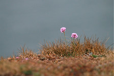 Frith on edge of cliff .JPG