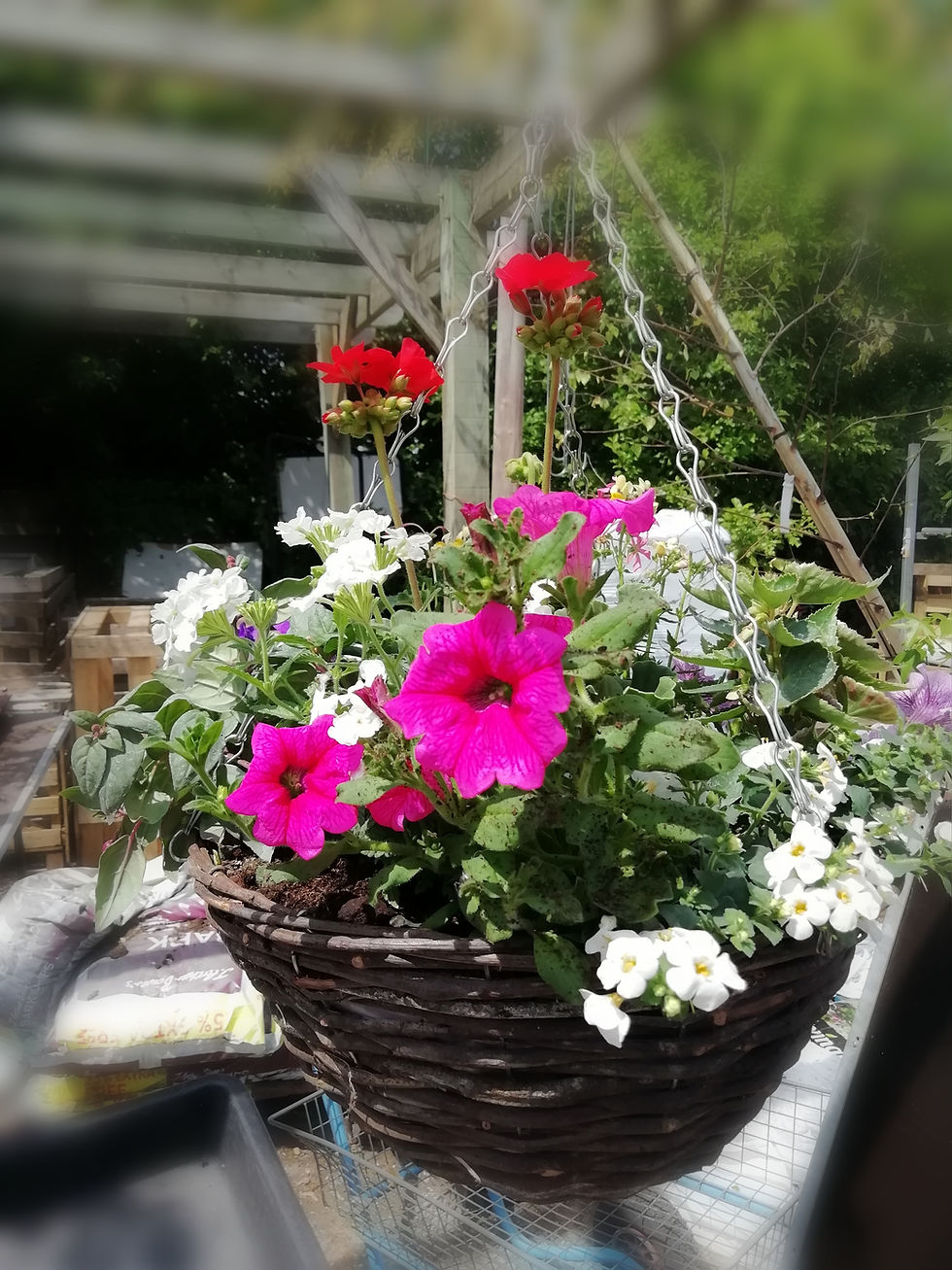 Thumbnail: REFILL 14" bright pink hanging basket