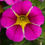 Thumbnail: 14" NEW bright pink hanging basket