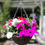 Thumbnail: 14" NEW bright pink hanging basket