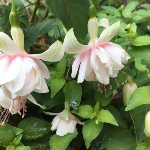 Thumbnail: 14" NEW White hanging basket