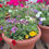 Thumbnail: Summer patio pot (colours may vary)