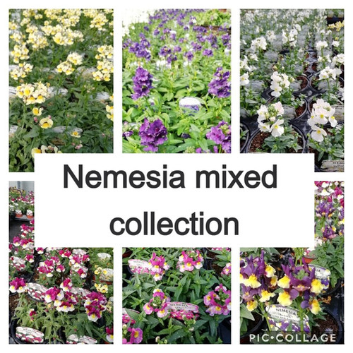 Nemesia mixed collection of 10 plants glenvalenurseries