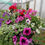 Thumbnail: Deluxe 18" hanging basket