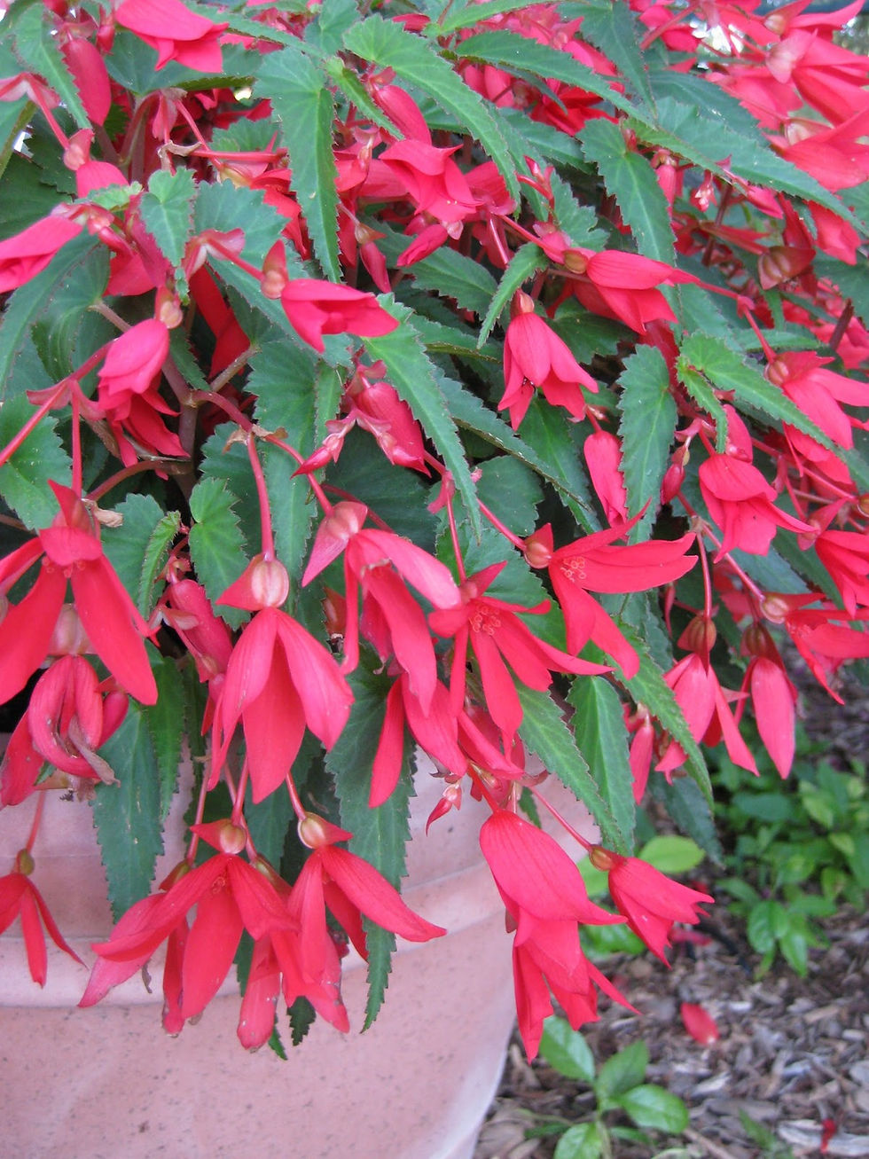 Thumbnail: 14" NEW Pastel hanging basket
