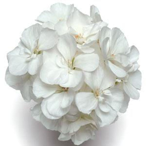 Thumbnail: REFILL 14" White hanging basket