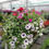 Thumbnail: Deluxe 18" hanging basket