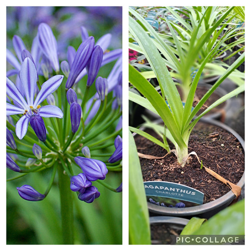 Agapanthus Charlotte glenvalenurseries