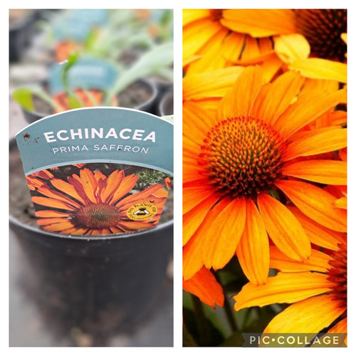 Echinacea prima saffron glenvalenurseries
