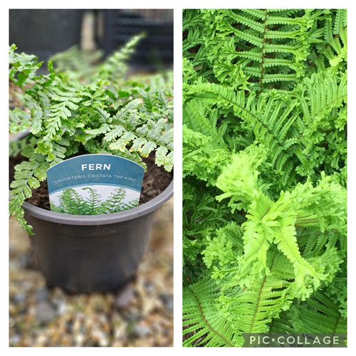 Fern Cristata the King glenvalenurseries