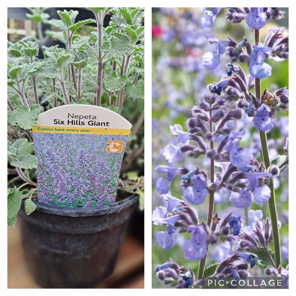 Nepeta six hills giant glenvalenurseries