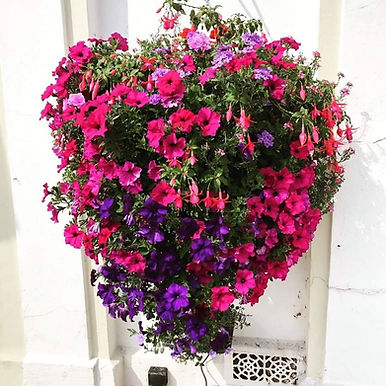Hanging baskets