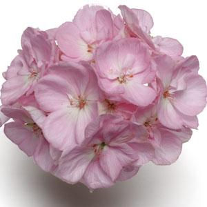 Thumbnail: 14" NEW Pastel hanging basket