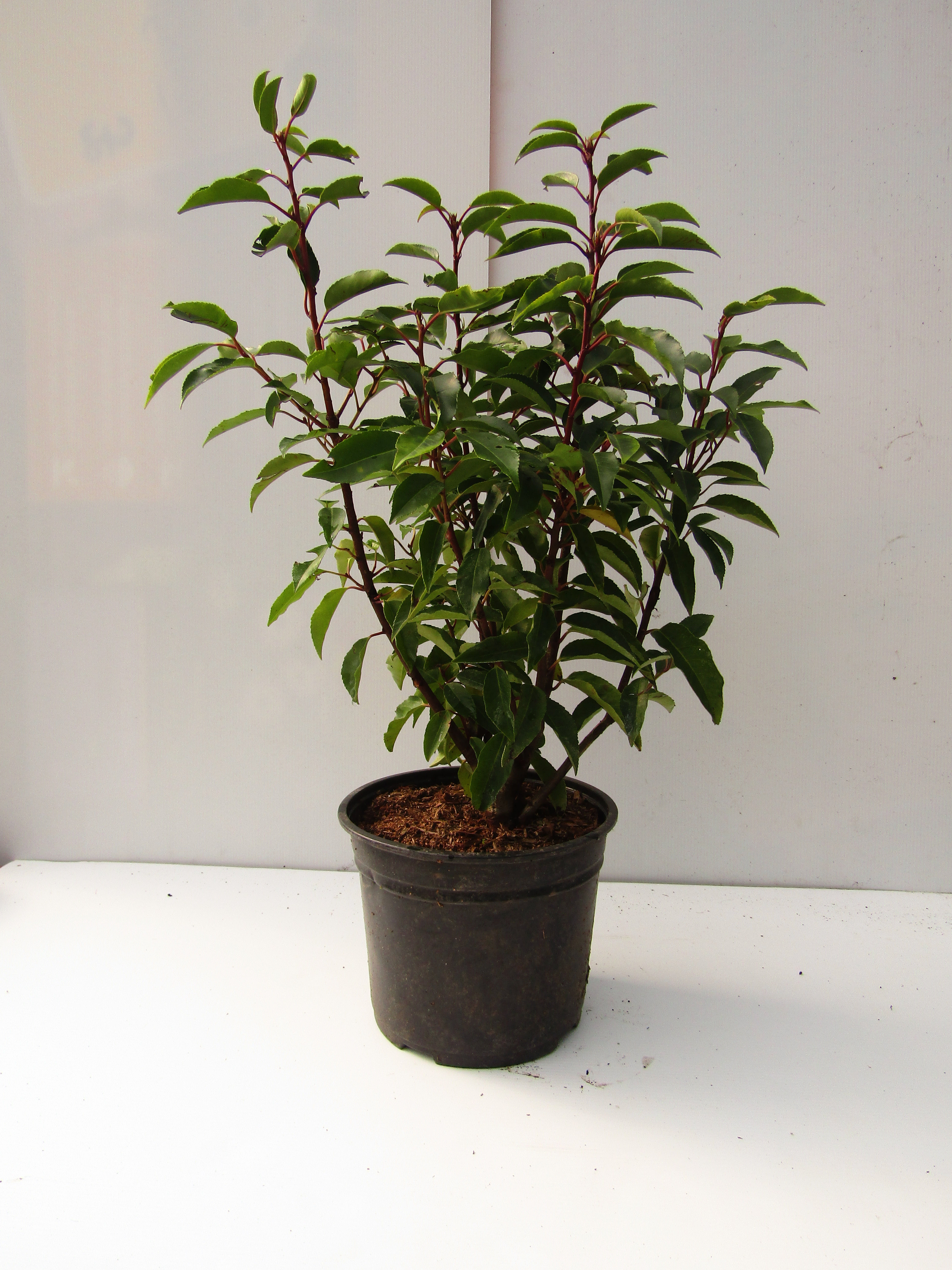Portugese laurel