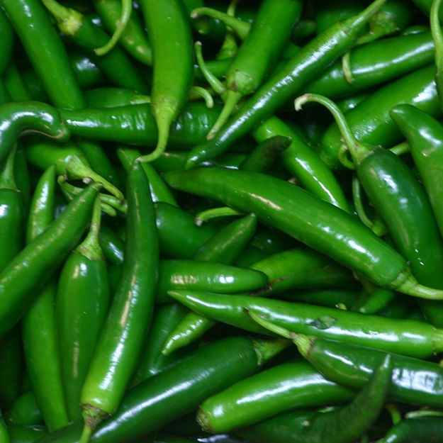 Bulk quantity of fresh, vivid green chillies packed for air freight export