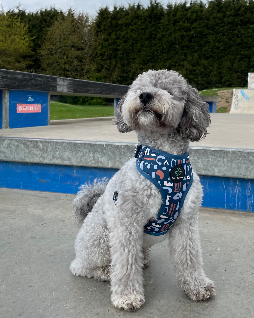 Thumbnail: Cheeky Tails : Collar