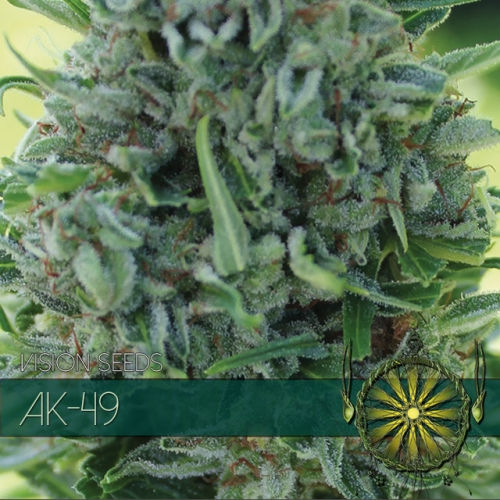 AK 49 3 SEMI FEMM VISION SEEDS