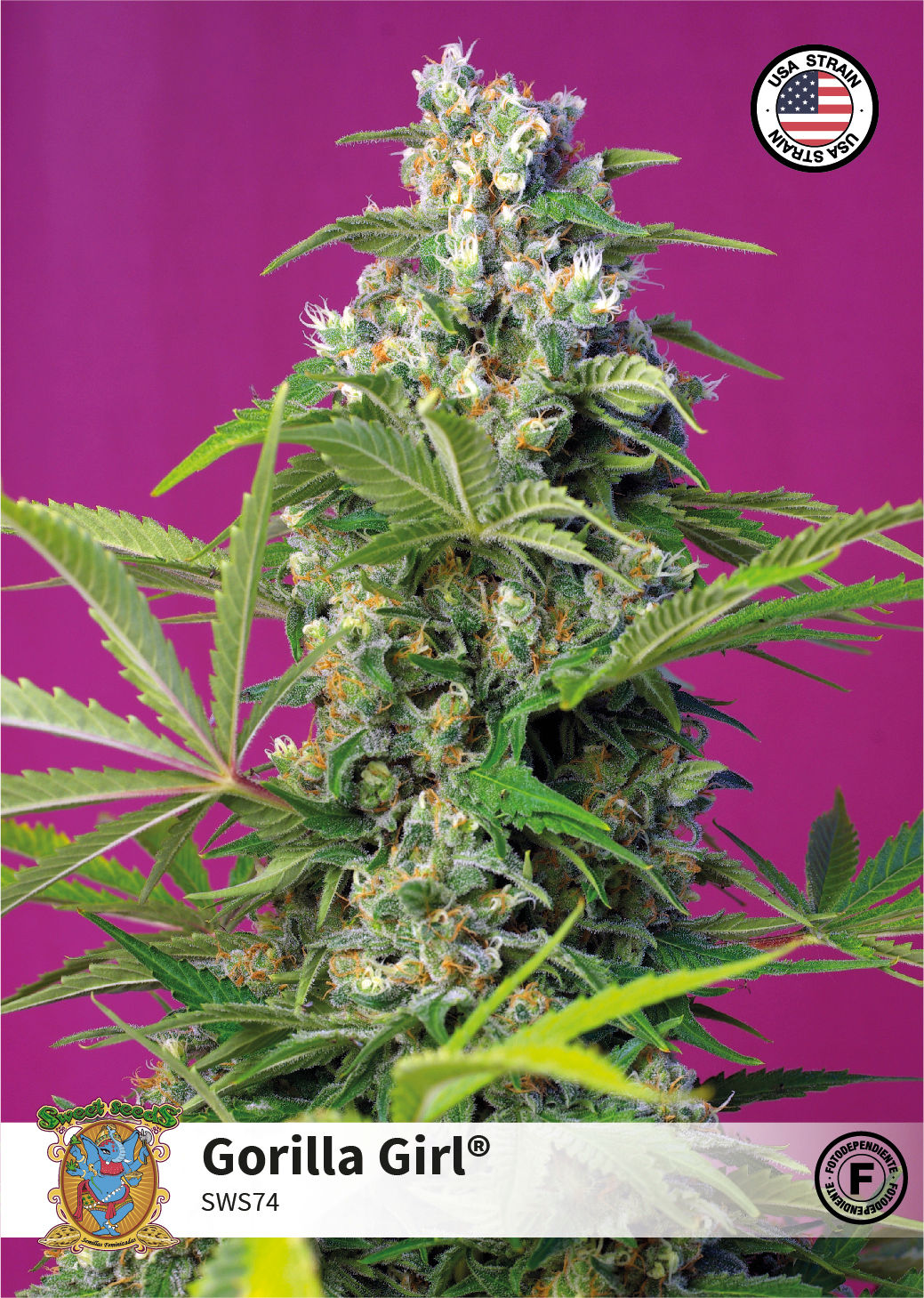 GORILLA GIRL®  fino a un 25% di THC)