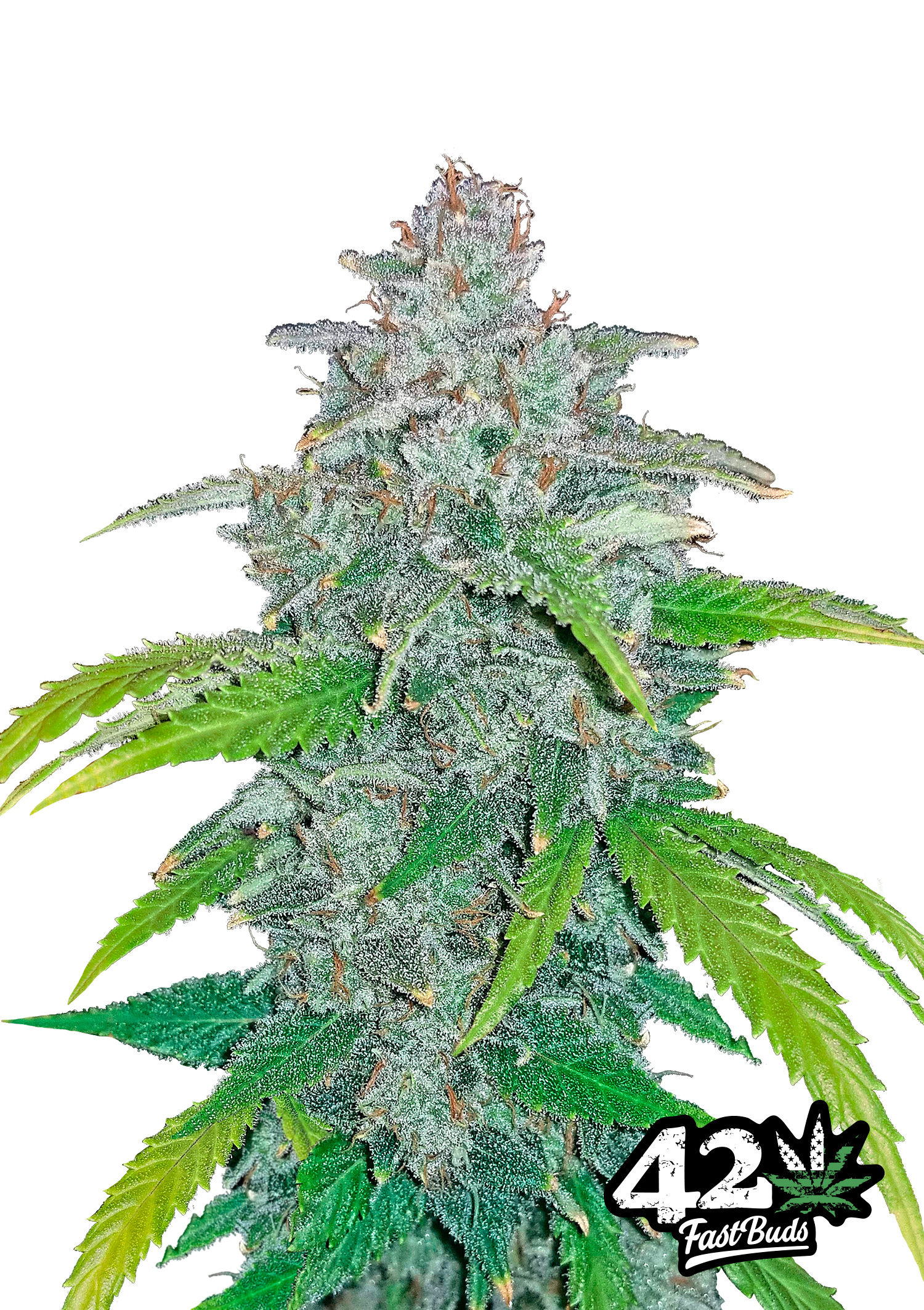 Blue Dream'matic