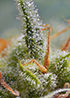 Miniatura: Crystal Candy Auto®
