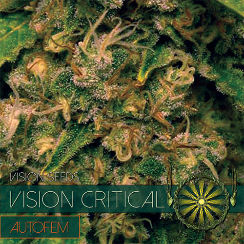 Vision Critical - AutoFem