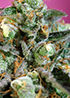 Miniatura: Sweet Nurse Auto CBD®
