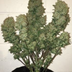Miniatura: West Coast O.G. Auto