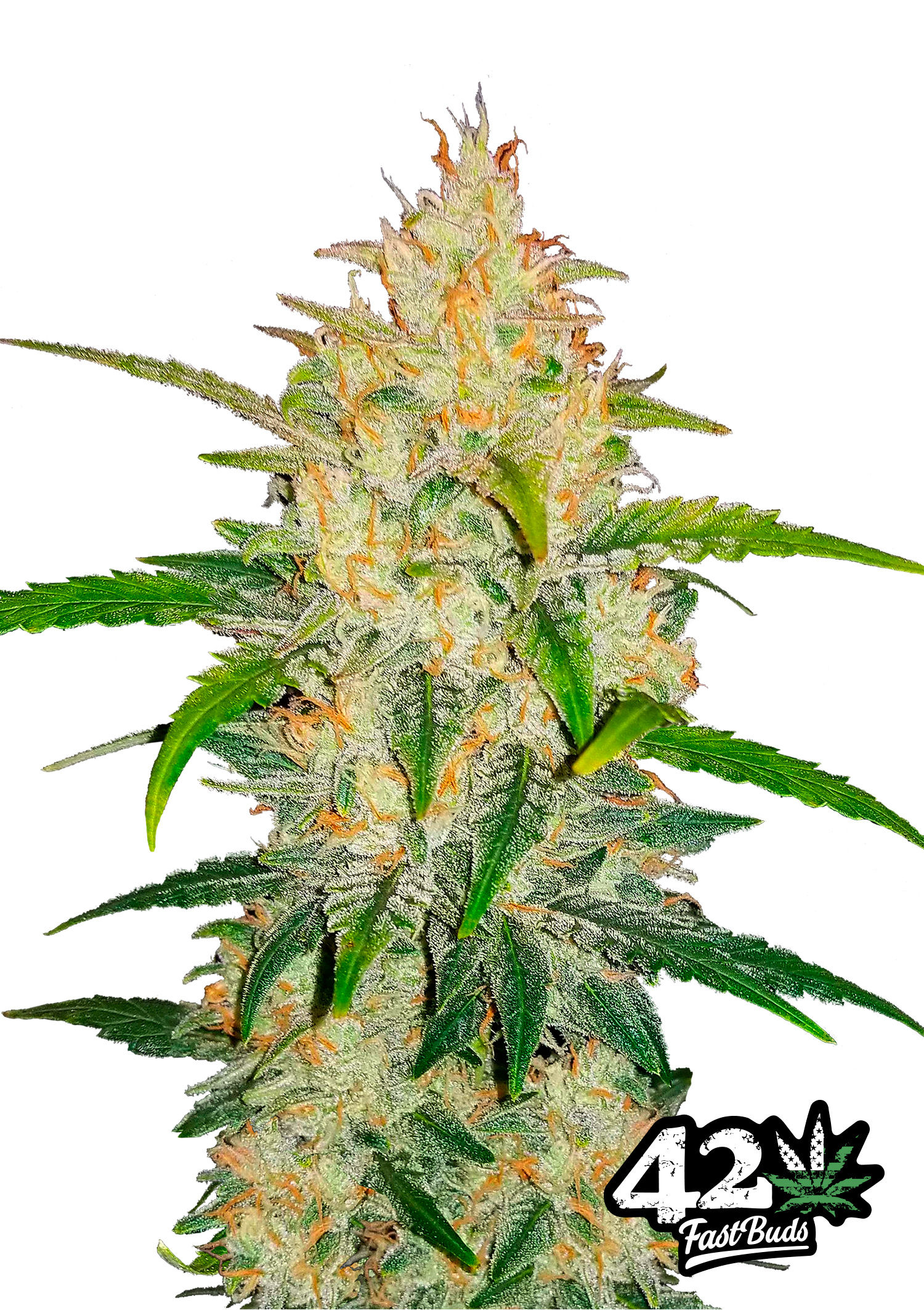 Zkittlez Auto