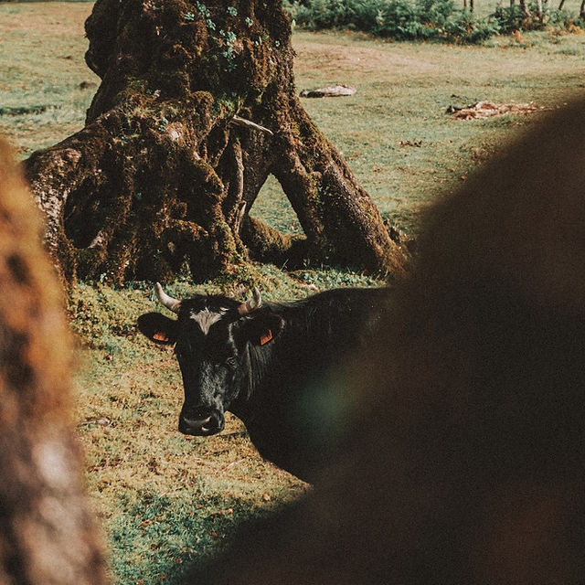 корова пасеться на полі