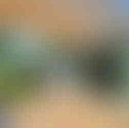 Western Red Cedar vs Chinese Cedar wood grain comparison