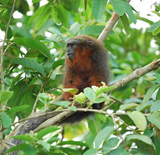 Javier Garcia_Callicebus caquetensis (3)