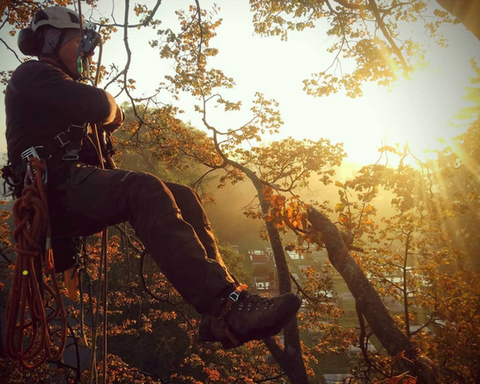 Západ slunce a arboristika sedící na dubu