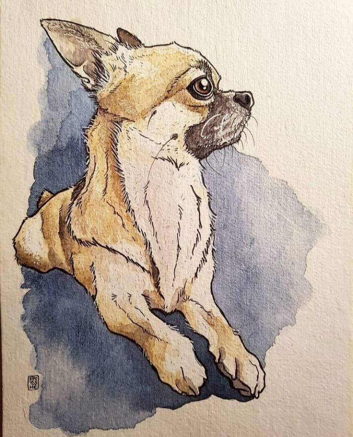Chihuahua