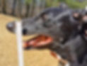 Tiefe_hechelnd_2.jpg