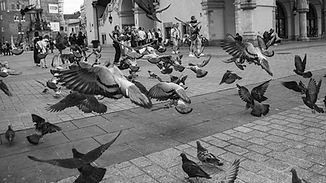 RJH_4652tiny poland.jpg