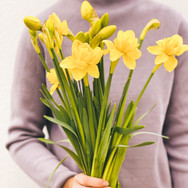 bild_artofflowers_osterglocken