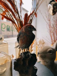 bild_artofflowers_frühling_vogel.JPEG