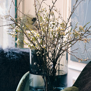 Äste in Vase